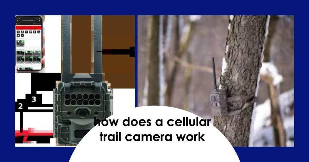 a cellular trail camera work